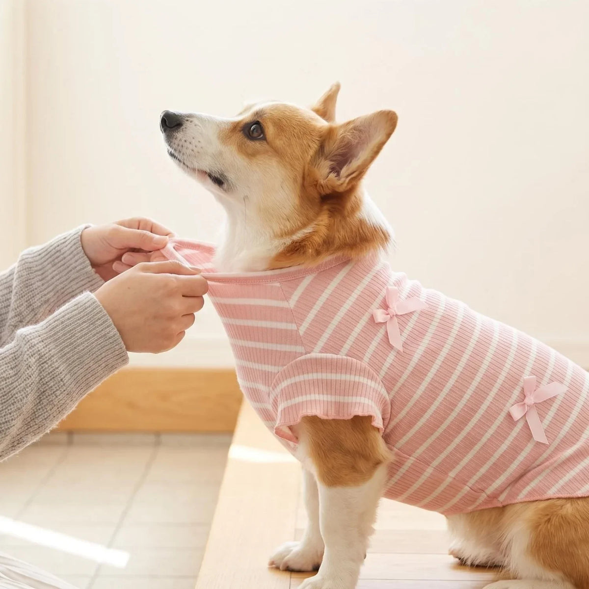 A dog is wearing a pink and white striped bow shirt while being held by a person.