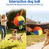 A dog is playing with an orange and blue inflatable ball with grips on a sunny lawn.
