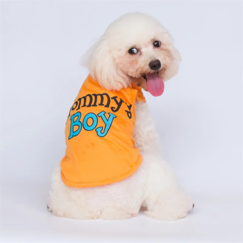 A white poodle wearing an orange letter print dog vest with the text 'Tommy's Boy'.