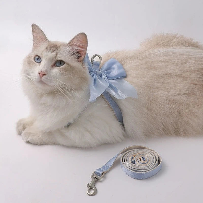 A fluffy light gray cat wearing a blue bowknot harness and leash set.