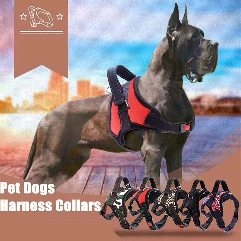A dark grey dog wearing a red harness collar and several dog harness collars are displayed against a blurred outdoor backgrou