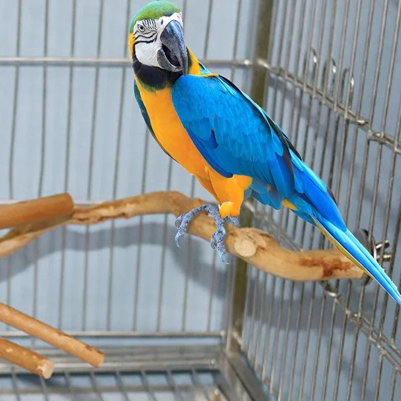 Blaues und gelbes Kakadu auf einem natürlichen Traubenzweig in einem Drahtkäfig.