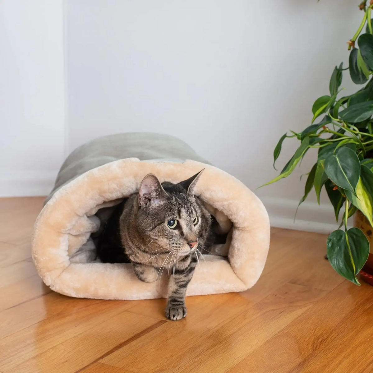 Un chat tigré gris se repose dans un nid moelleux et semi-clos.