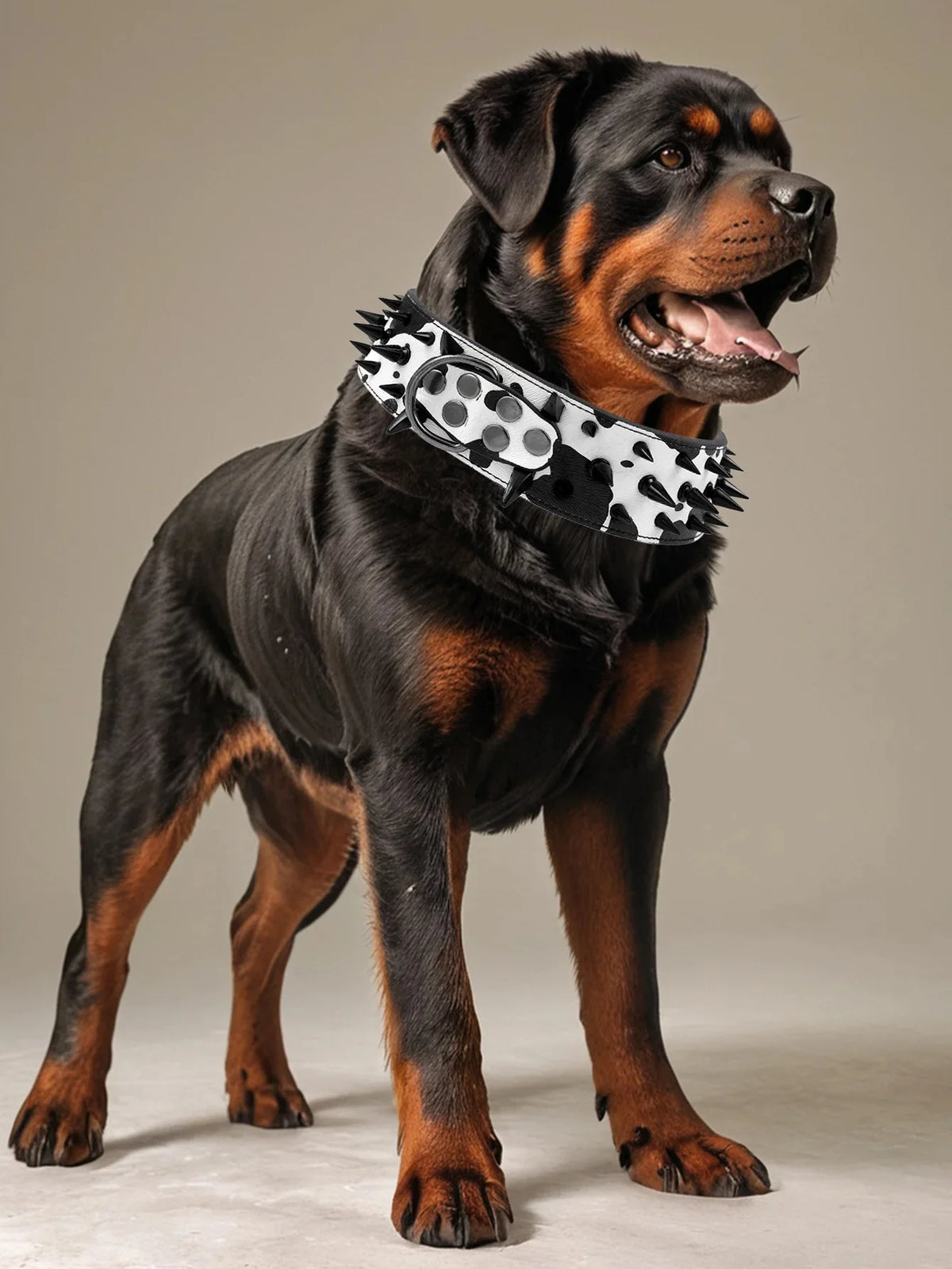 A dark brown and black dog wearing a spiked leather collar with a black and white polka dot pattern.