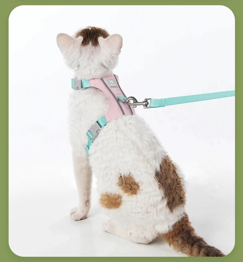 A fluffy white cat wearing a pink harness and attached to a teal leash.