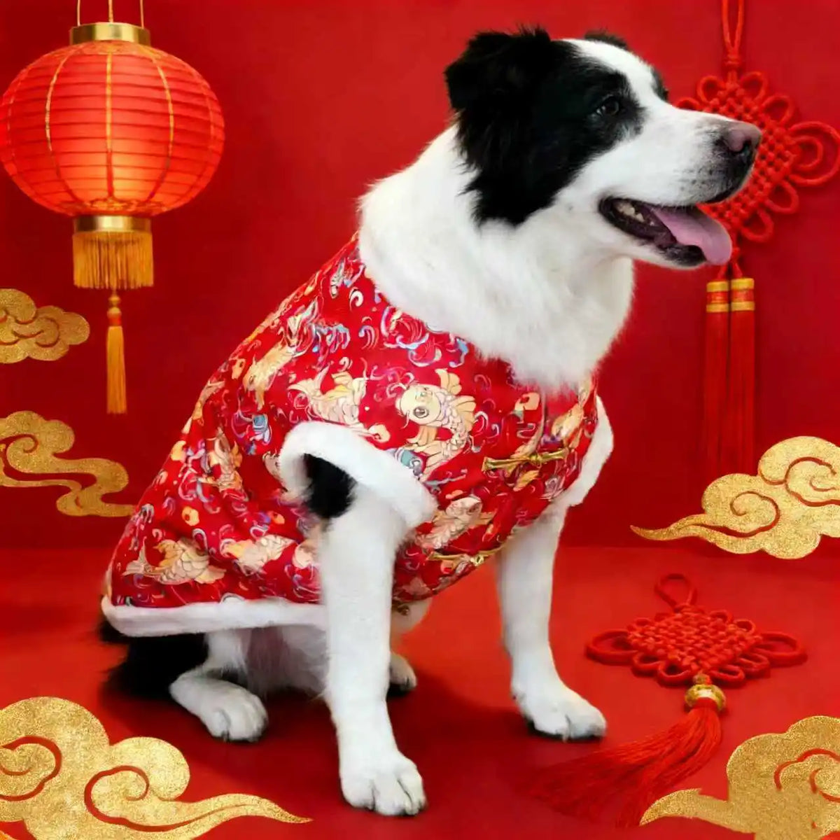 A black and white dog wearing a red traditional Chinese pattern hoodie against a red background.