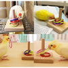 Bird Training Toys Set: Wooden Block Puzzle and Rings for Parrots