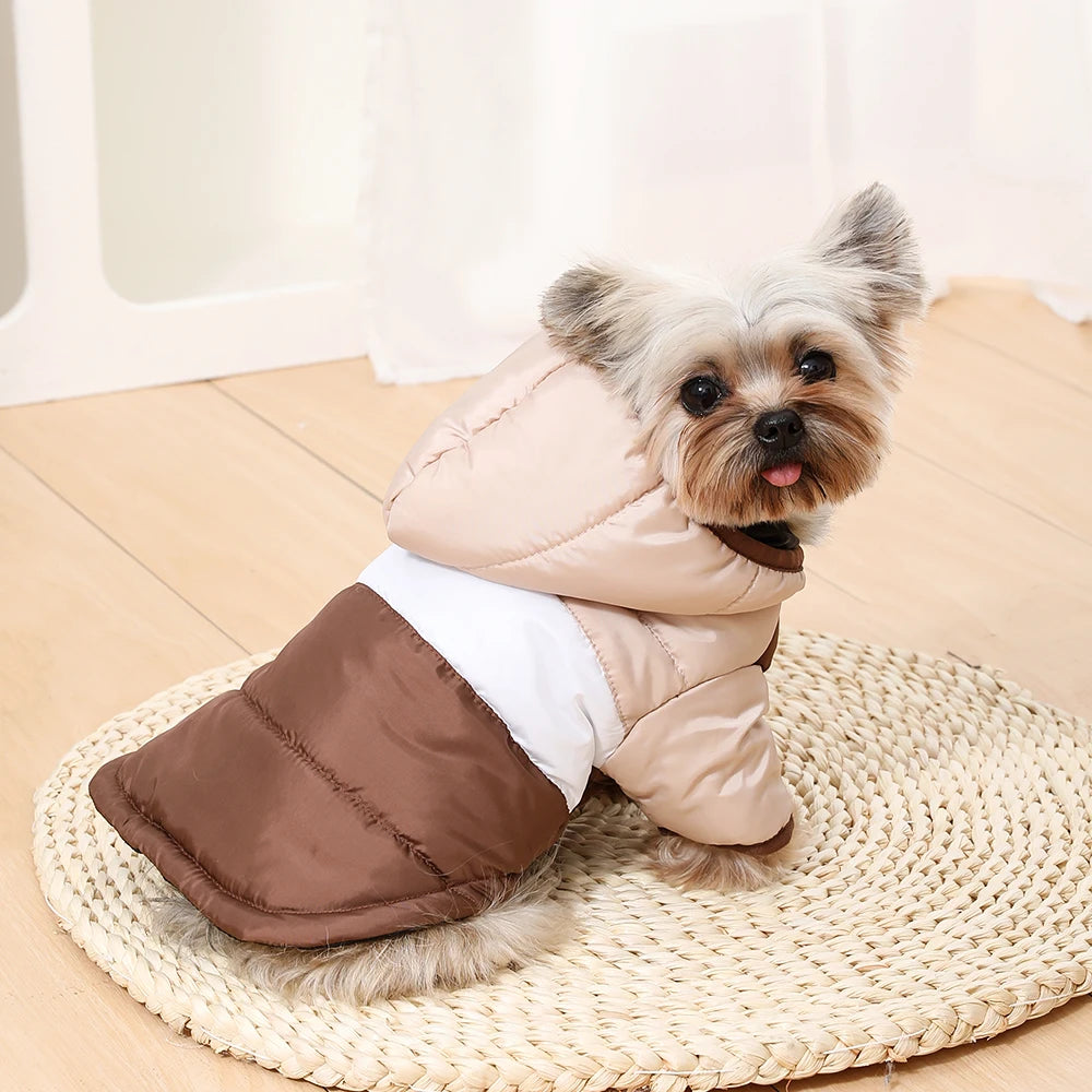 A small, fluffy dog wearing a beige fleece hoodie jacket with a brown D-ring on a light wooden floor.
