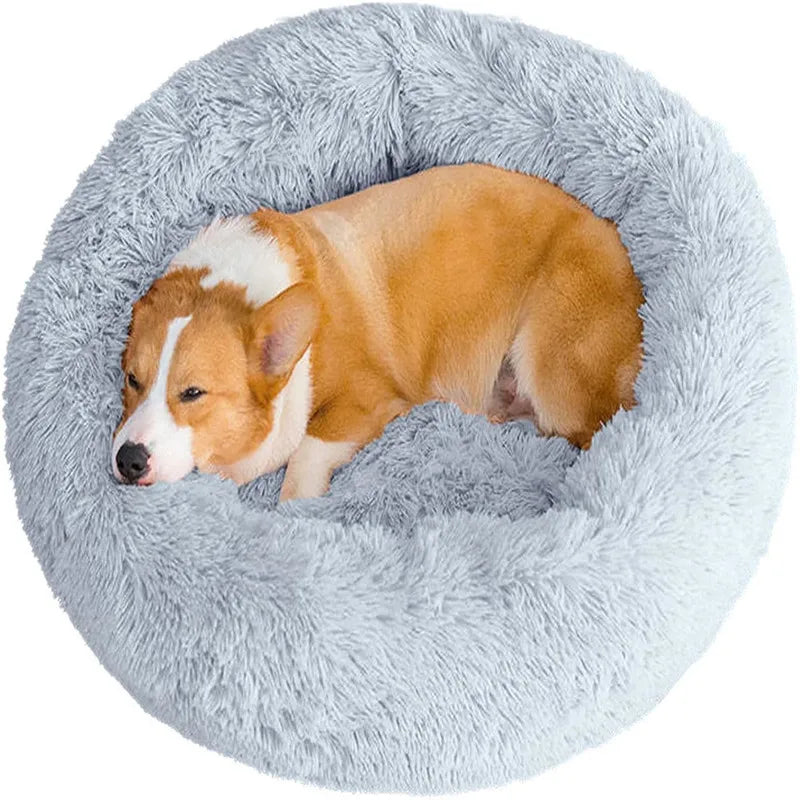 A brown and white dog is lying on a round, gray plush pet bed.