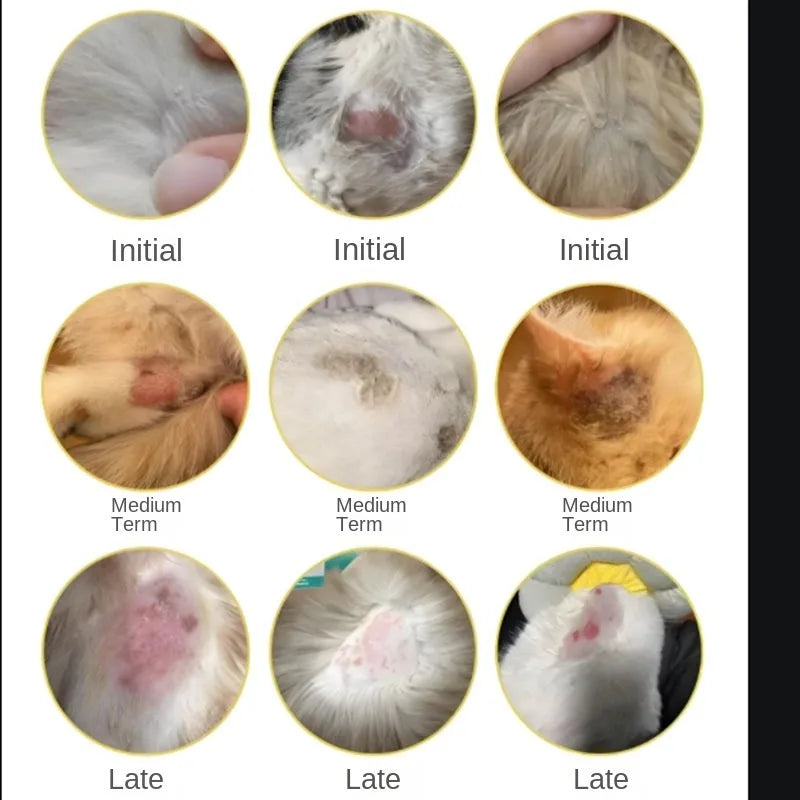 Série de gros plans montrant la progression des lésions cutanées chez un chat, étiquetées Étapes initiale, intermédiaire et t
