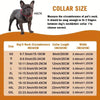 A dark gray French Bulldog wearing a red collar, shown next to a size chart for pet collars.