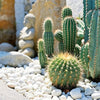 Natural white polished pebbles used as decorative ground cover for a succulent garden.