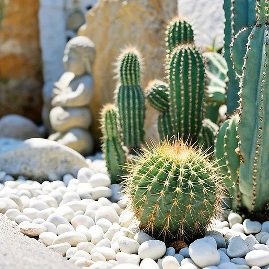 Natural white polished pebbles used as decorative ground cover for a succulent garden.