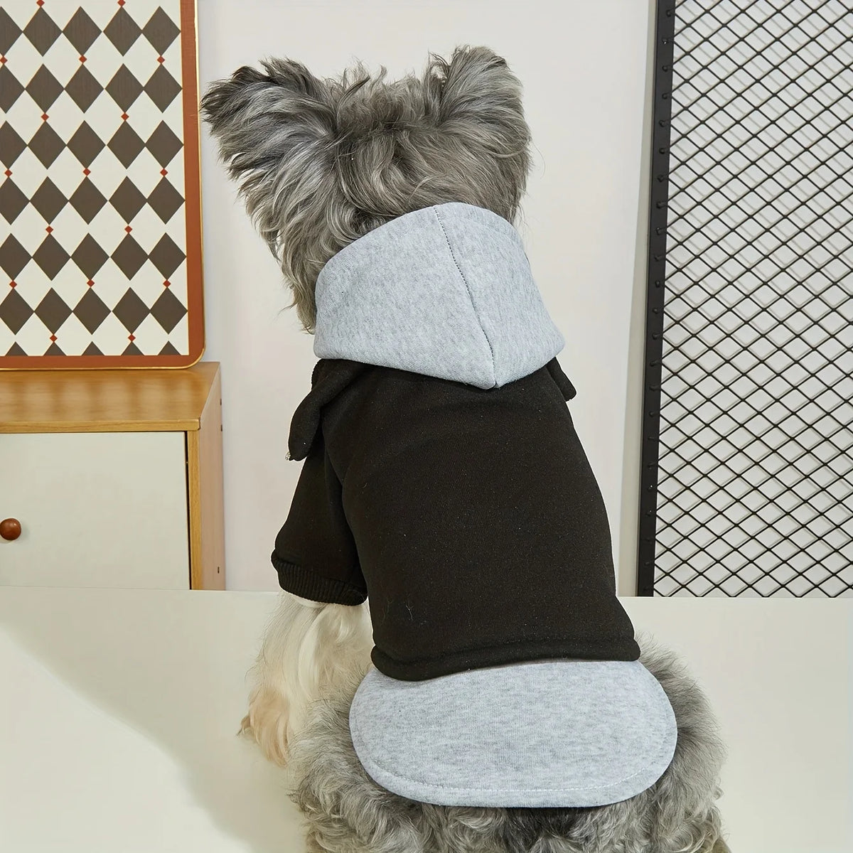 Grauer Hund mit schwarzem und hellgrauem kuscheligen Winterpullover, von hinten gesehen.