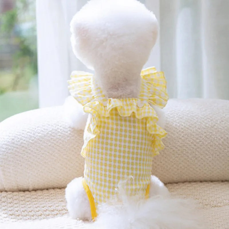 A fluffy white dog wearing yellow gingham shorts sits on a light-colored surface.