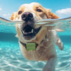 A golden retriever is swimming underwater, wearing an electric dog training collar and leash.