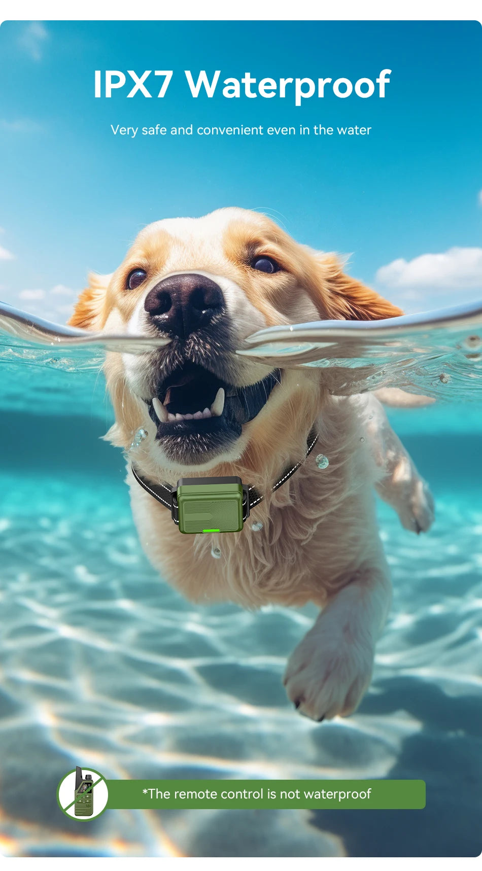 A golden retriever is swimming underwater, wearing an electric dog training collar and leash.