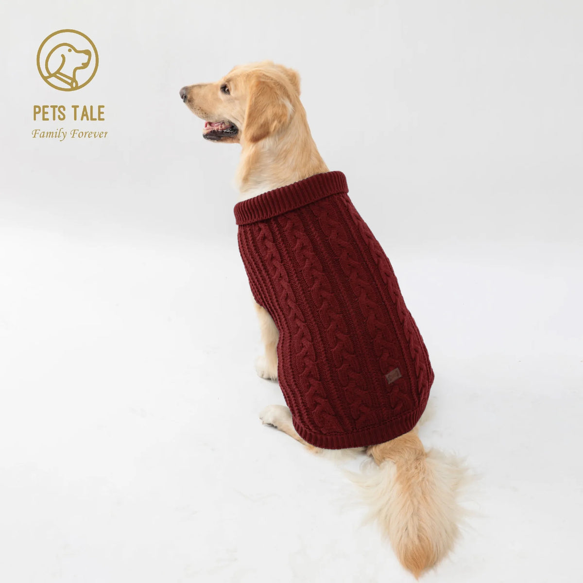 A golden retriever wearing a dark red knitted sweater for winter