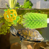 Turtle Shell Cleaning Brush with Feeding Ball