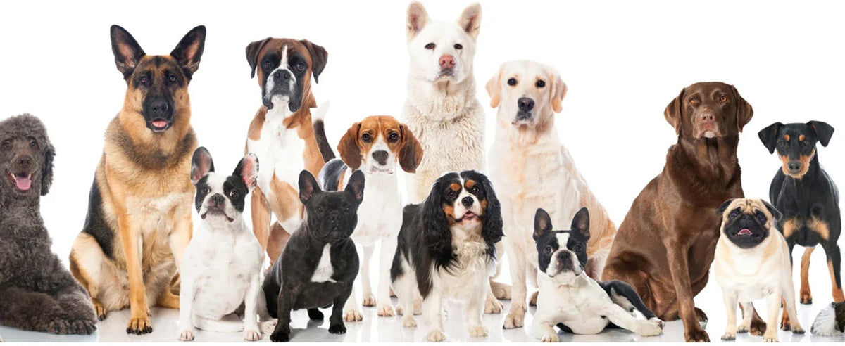 A group of various dog breeds sitting together, including German Shepherds, Bulldogs, and Pugs.