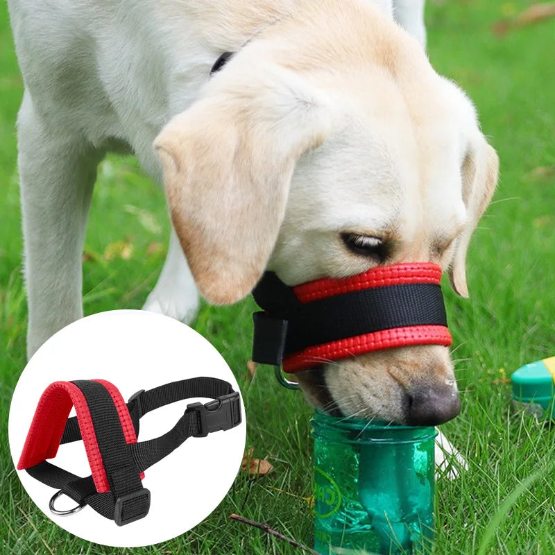 A light-colored dog wearing a red and black adjustable muzzle during outdoor training.
