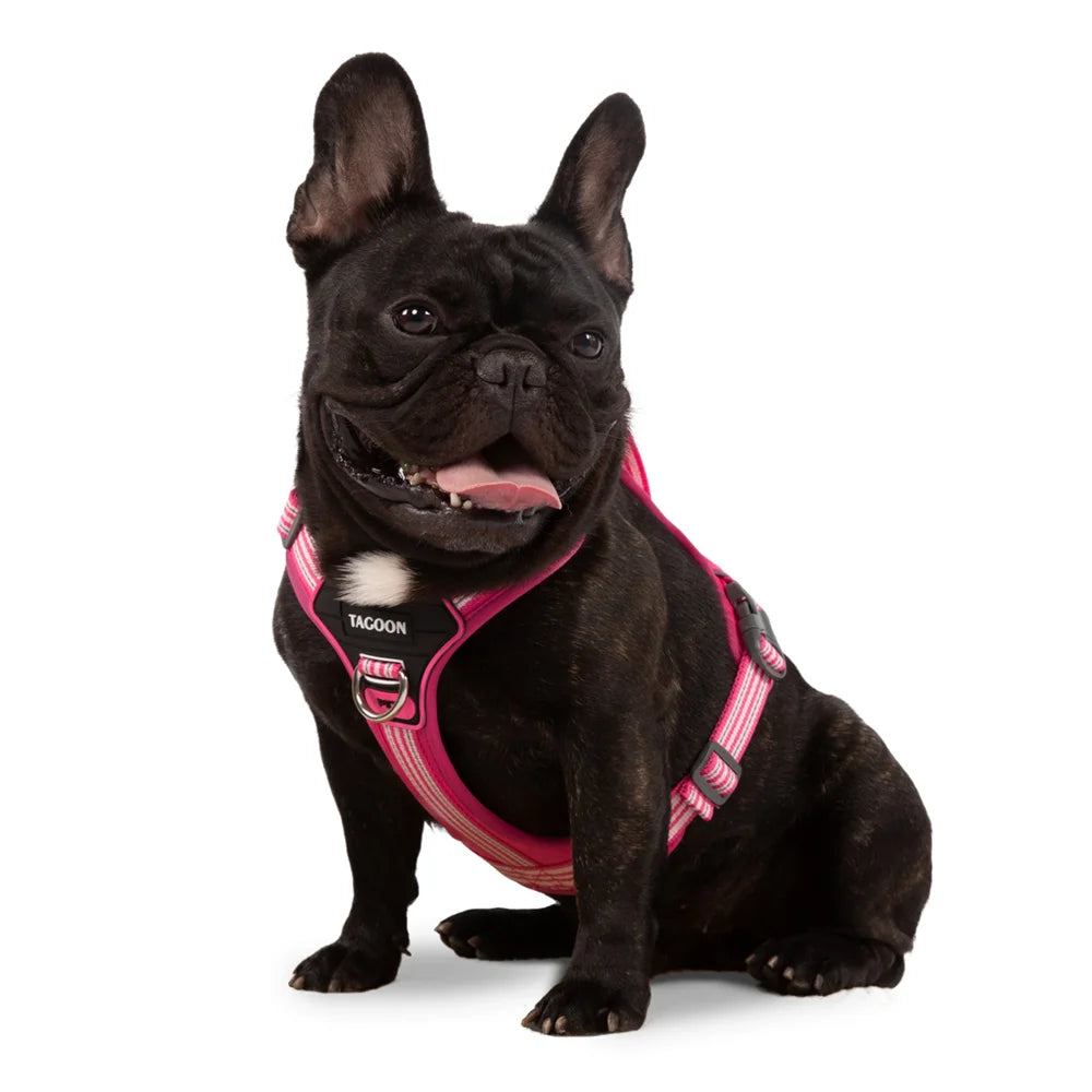 A black French Bulldog wearing a pink no-pull dog harness.