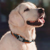 Reflektierendes personalisiertes Hundehalsband mit graviertem Anhänger