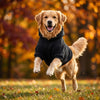 Cozy Hooded Dog Sweatshirt for Chilly Walks