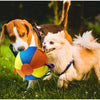 A brown and white dog is looking at a yellow and blue inflatable herding ball in a grassy field.