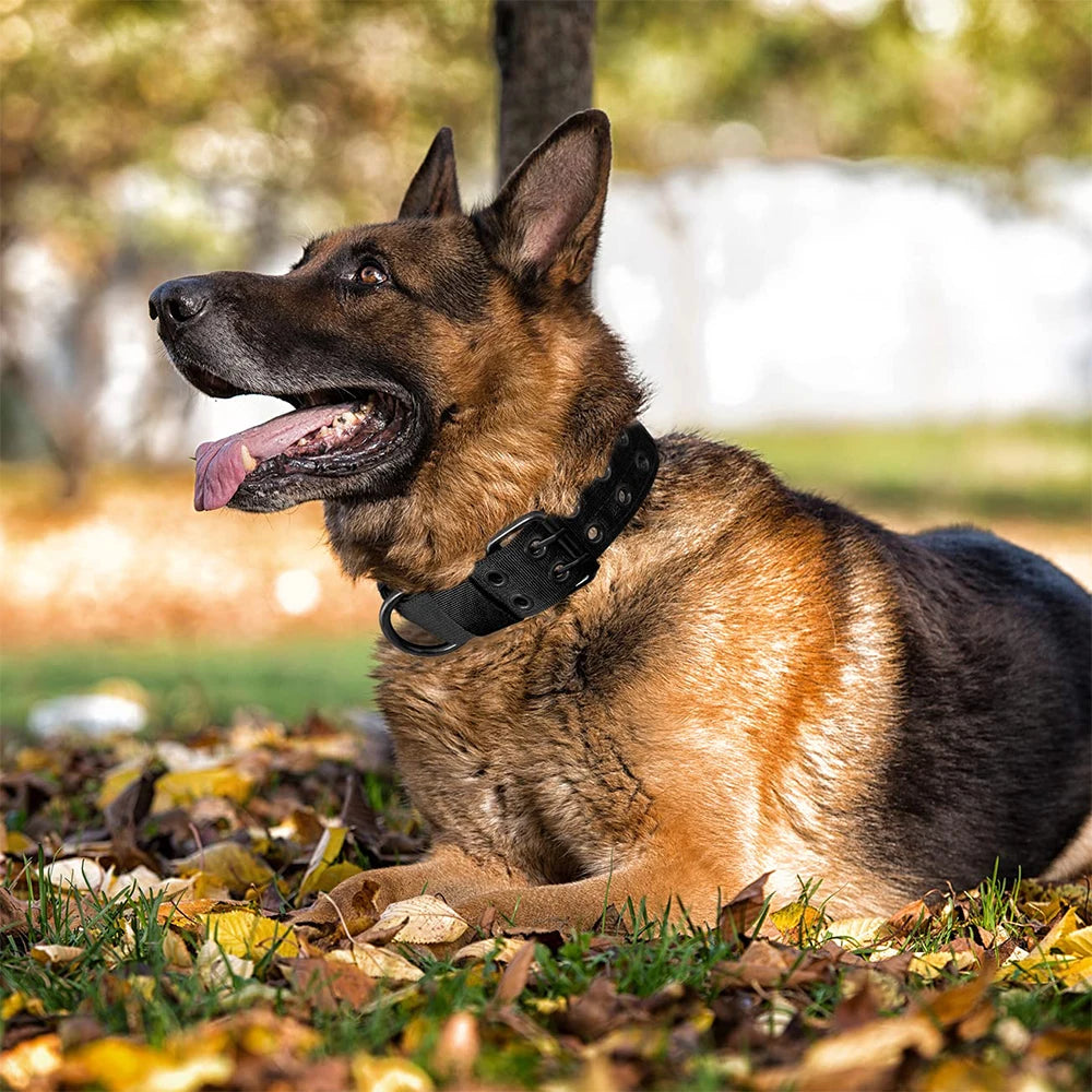 Heavy-Duty Nylon Dog Collar with Padded Lining and Metal Buckle