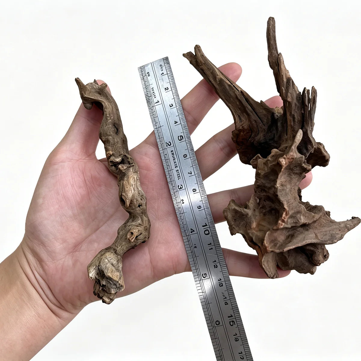 A piece of natural driftwood is held next to a ruler for scale.