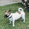 Un perro blanco y marrón con una bozaleta negra ajustable y transpirable, de pie en hierba verde.