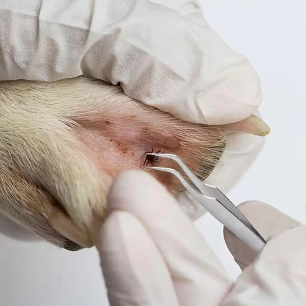 A gloved hand uses tweezers to remove a tick or flea from a dog's skin.