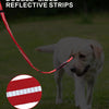 A white dog is walking on grass while holding a red double-sided reflective leash.