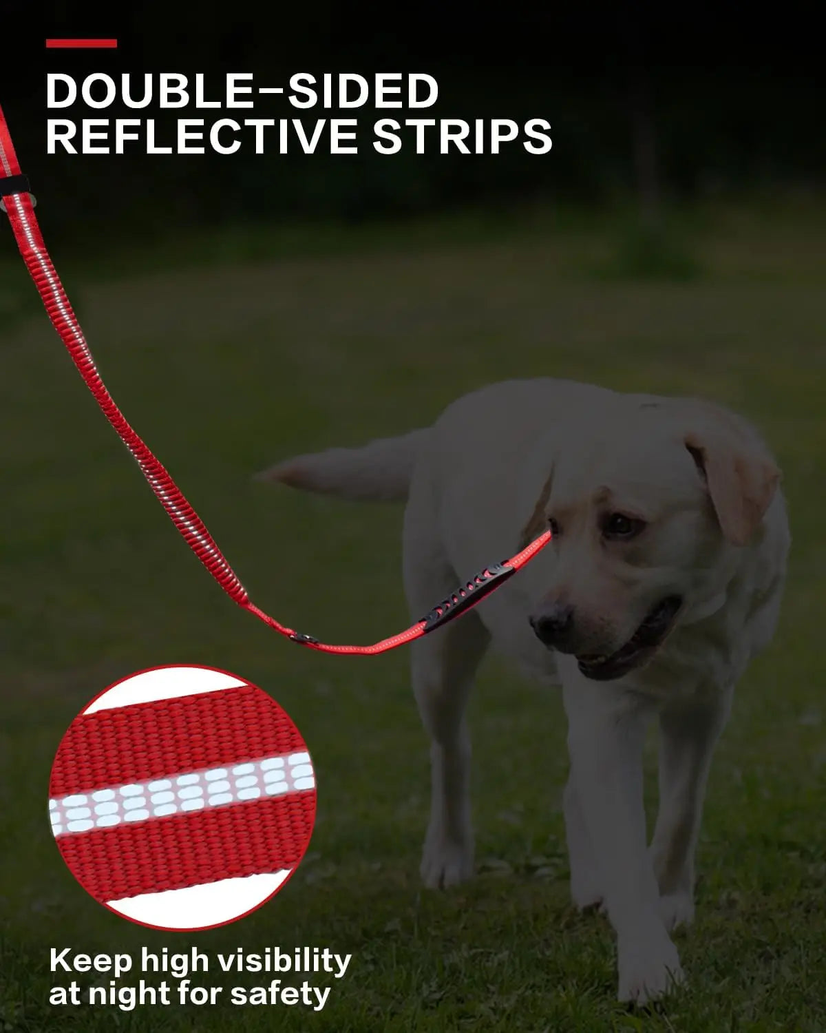 A white dog is walking on grass while holding a red double-sided reflective leash.
