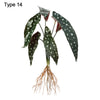 Artificial Hydroponic Plant with Visible Roots – Lifelike Greenery for Home & Event Decor