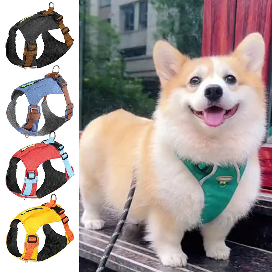 A fluffy Shiba Inu dog wearing a green padded harness vest outdoors.