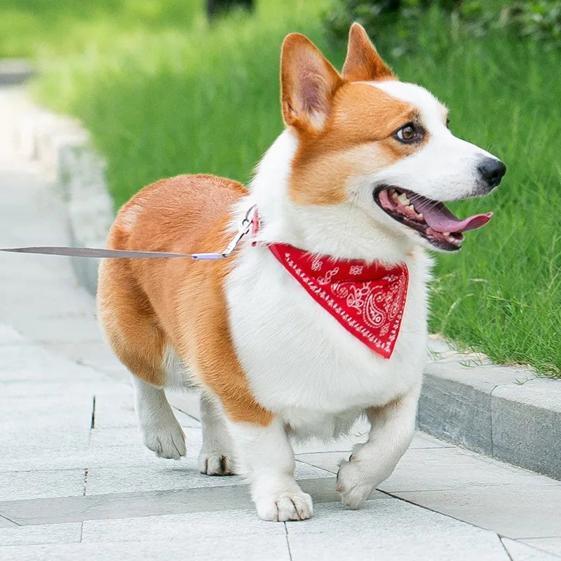 Verstellbares PU-Hundehalsband mit passendem Schal