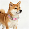 A light brown Shiba Inu dog wearing a pink woven letter collar with an alloy buckle.