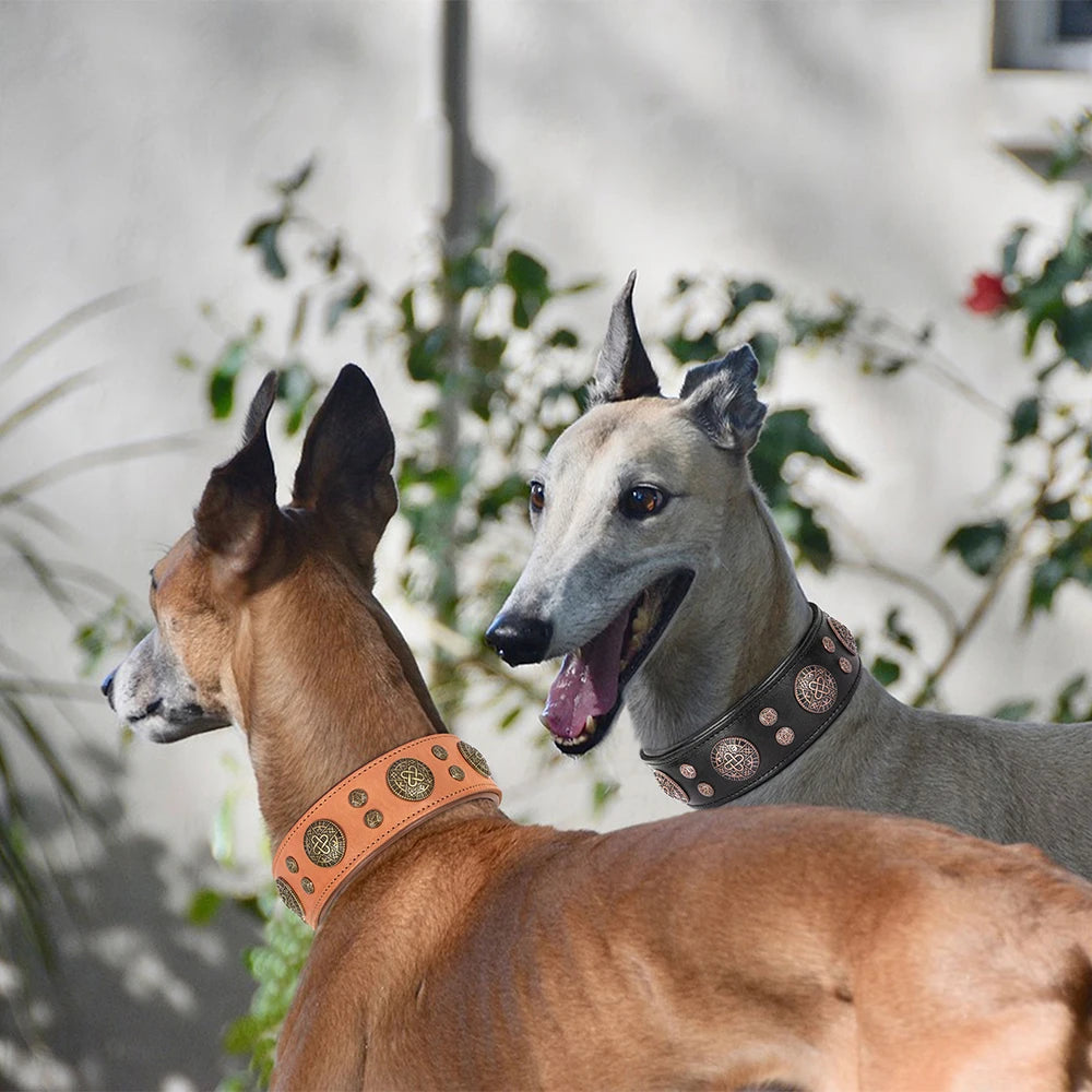 A light tan dog with pointed ears wearing a leather collar adorned with studded metal accents.