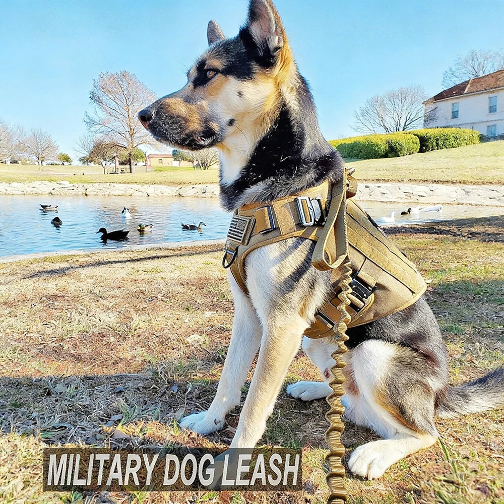 A German Shepherd dog wearing a military dog leash sitting on grass with ducks in the background.