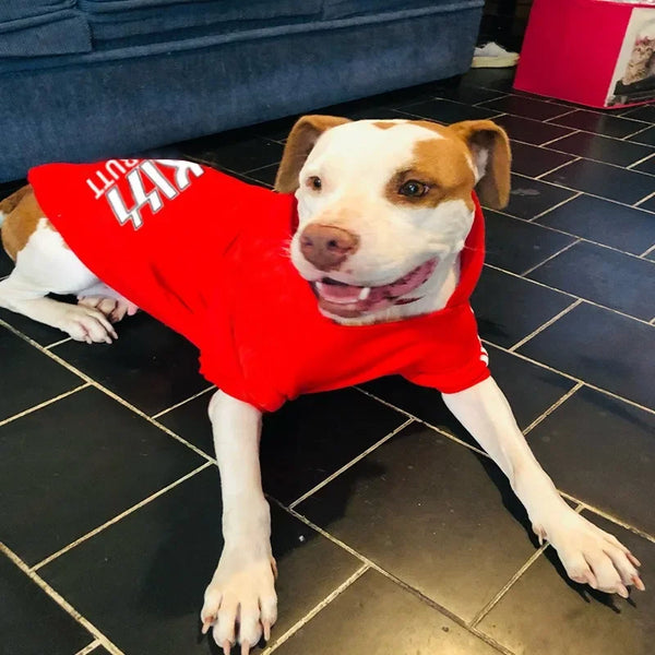 A dog wearing a red hoodie with white lettering lying on a black tiled floor.