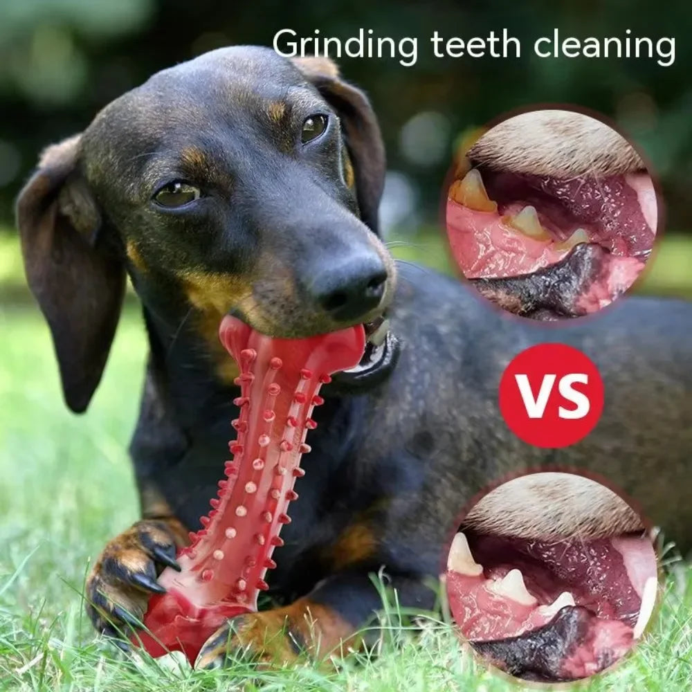 A dog is shown chewing a natural rubber toy for grinding teeth cleaning.