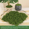 Natural Green Preserved Moss for DIY Crafts and Decor