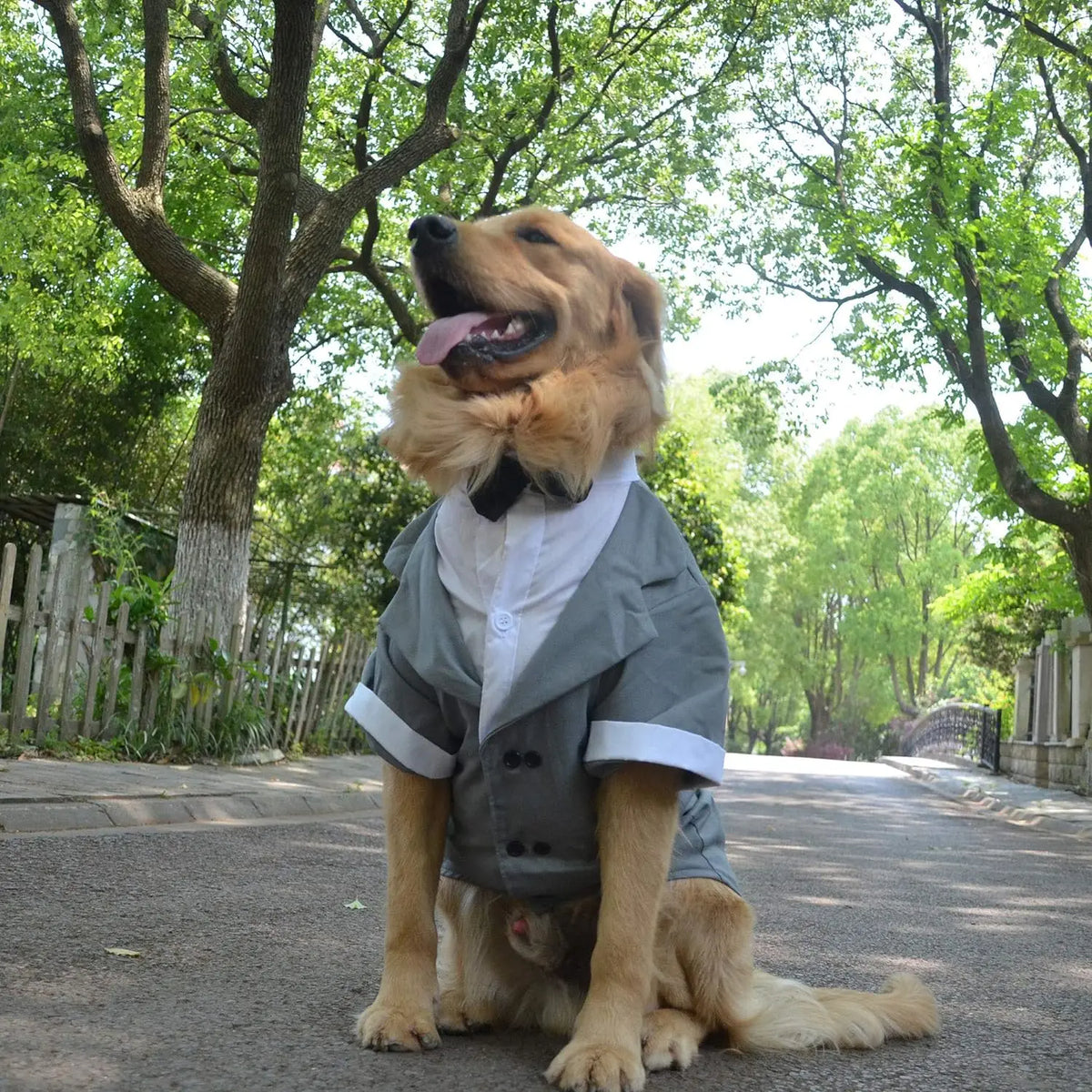 A golden retriever wearing a classic tuxedo outfit with a black bow tie sitting on a paved path.