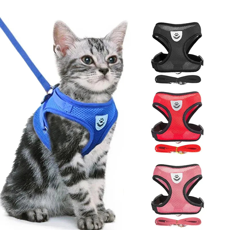 A gray tabby cat wearing a blue pet harness and leash set.