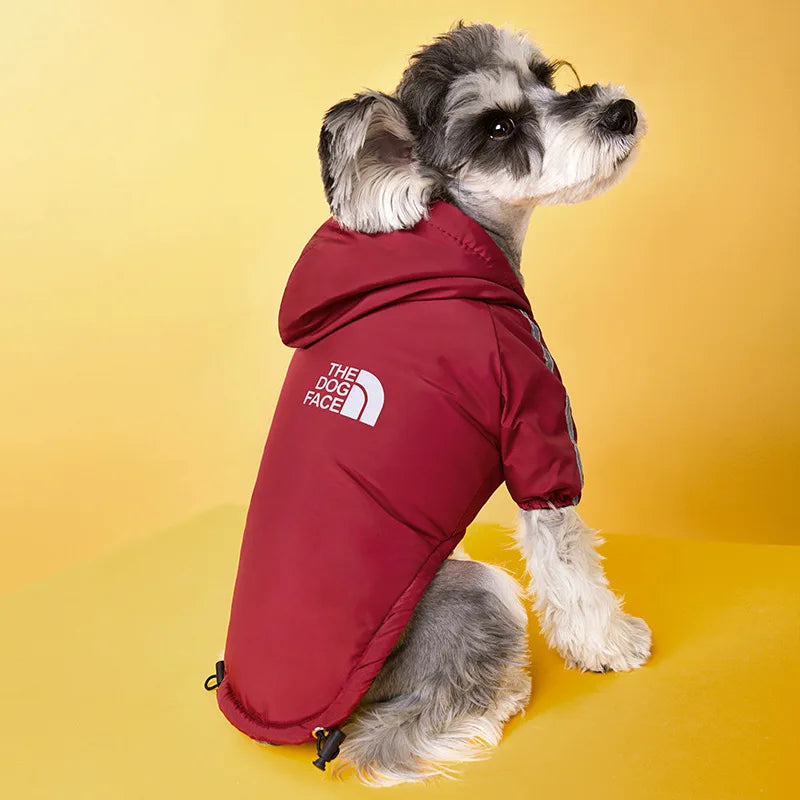 Un petit chien gris portant un manteau imperméable rouge avec un logo blanc, assis sur une surface jaune.