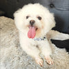 A fluffy white dog with a pink tongue is lying on a gray fur blanket wearing a patterned pet collar.