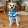 A small white dog wearing a blue and white striped polo shirt sits on a wooden floor.