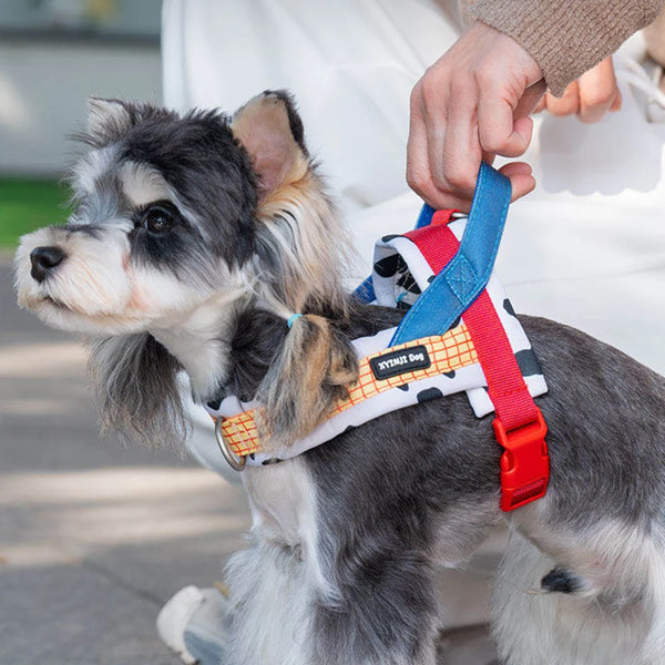 A small gray and white dog wearing an adjustable harness and leash set.